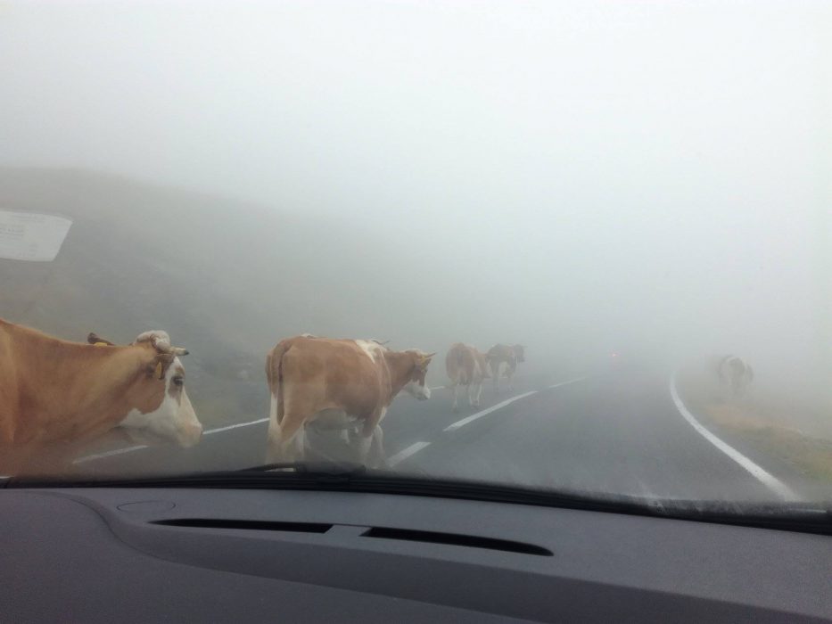 Transfăgărășan estrada animais Mlle Rebelle