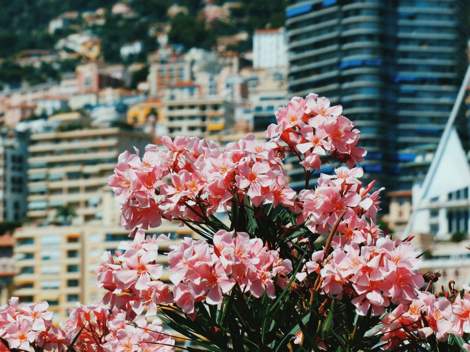 jardin-exotiques-monaco