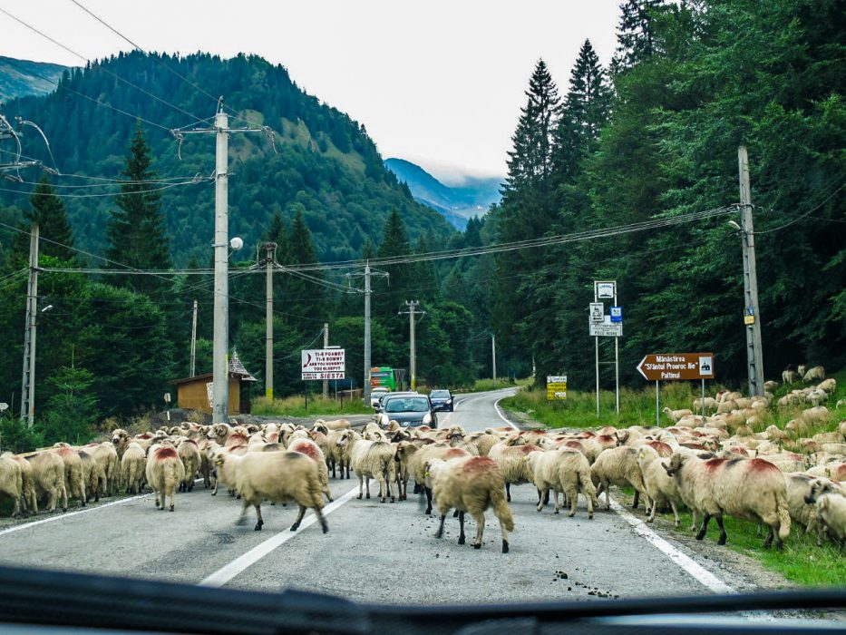 Transfăgărășan_estrada ovelhas