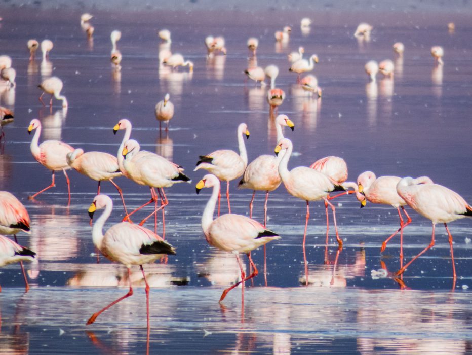 Salar de Uyuni_flamingos na lagoa