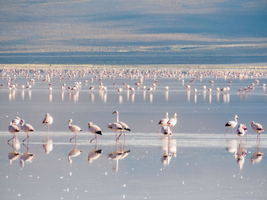 Salar de Uyuni_flamingos