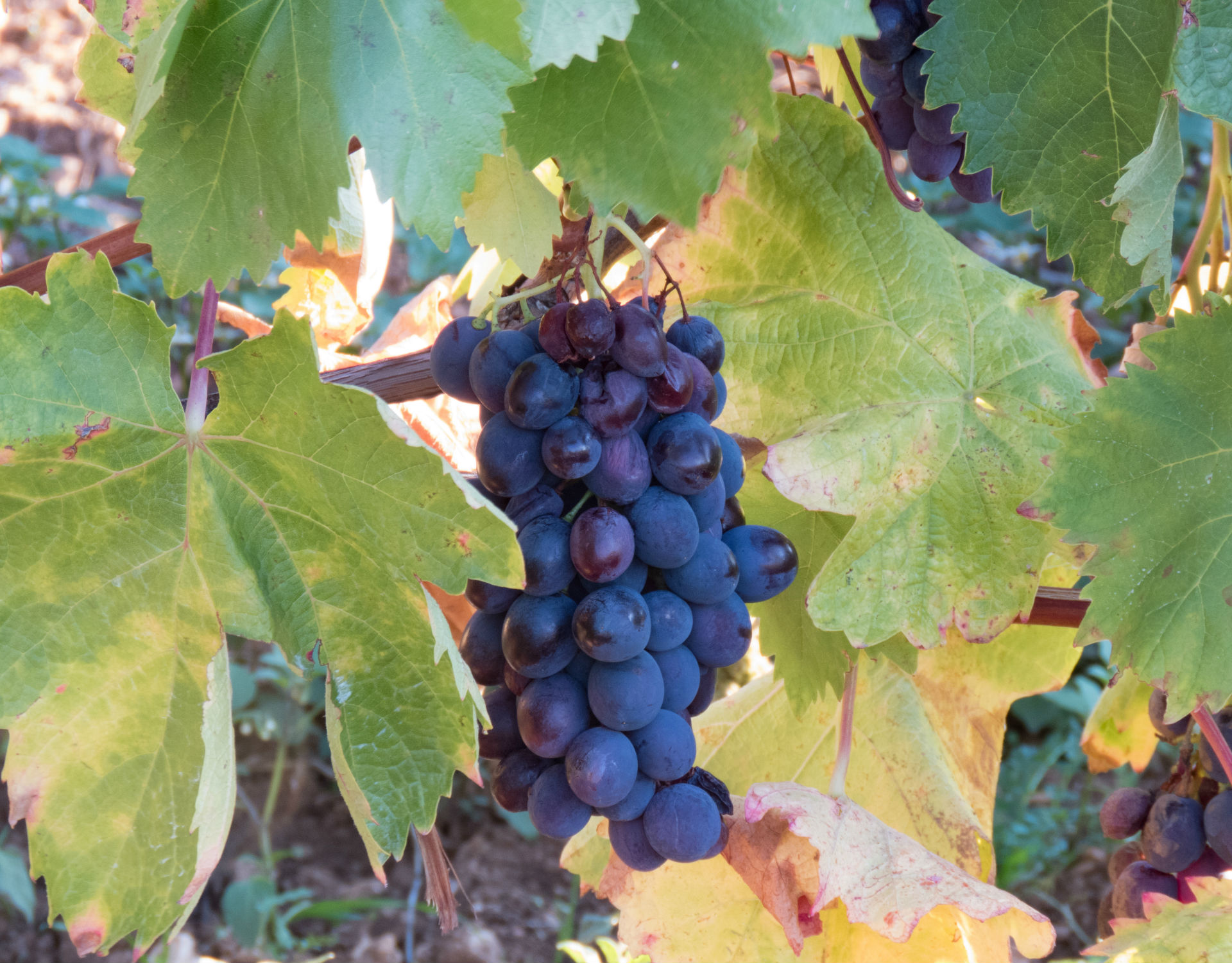 Gorges du Verdon_uva