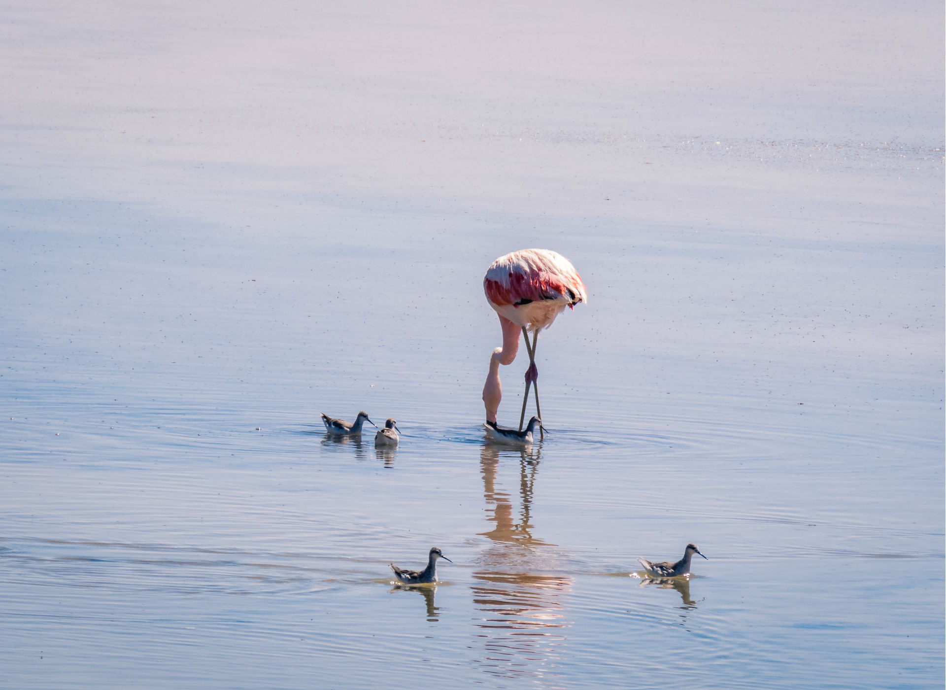deserto do Atacama_flamingo no Salar
