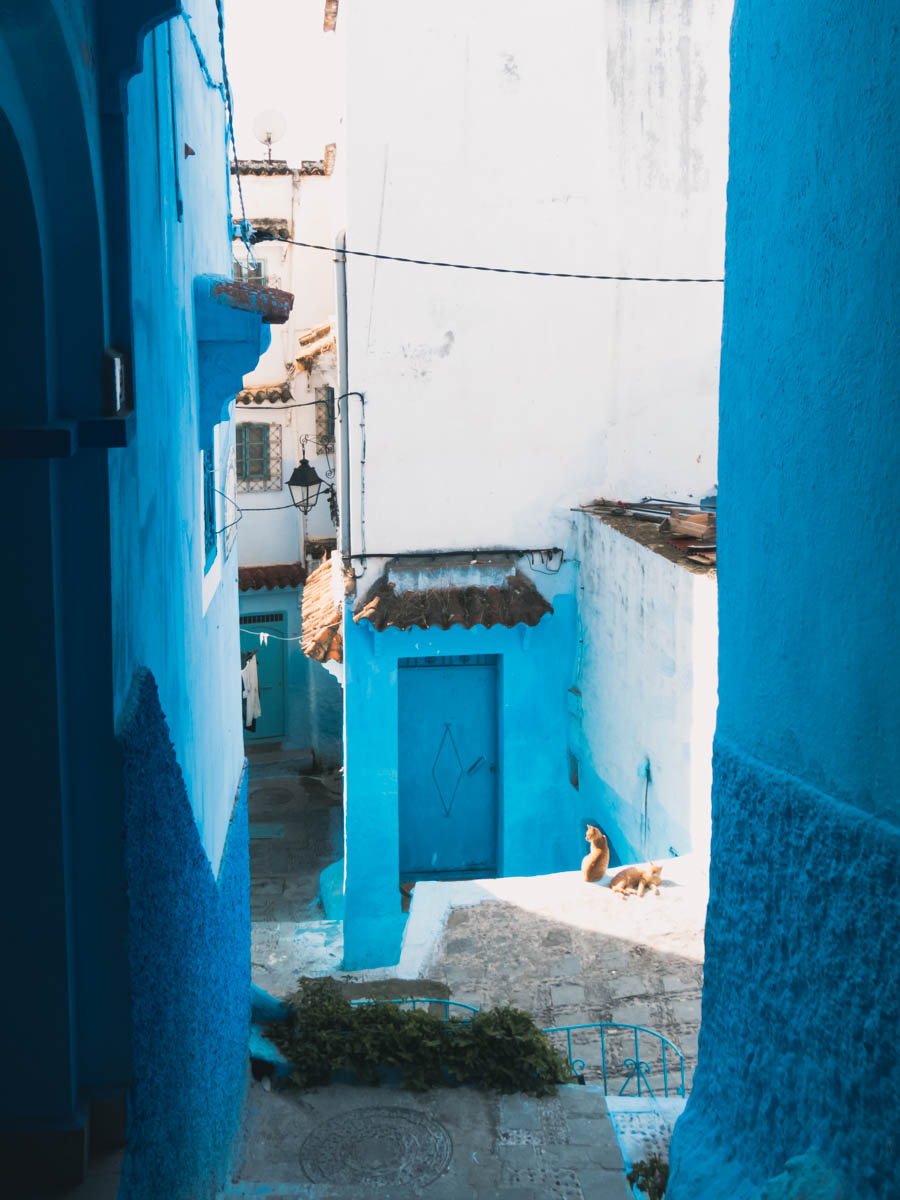 Chefchaouen gatos