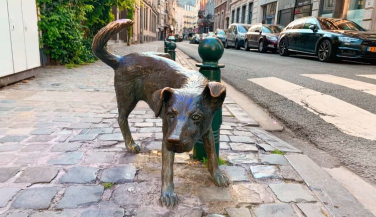 o que fazer em Bruxelas cachorro